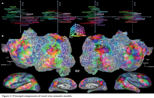 Una mappa semantica del cervello